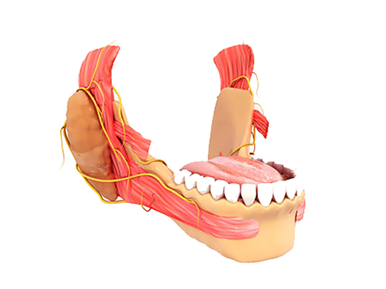 illustration of jaw and lower teeth