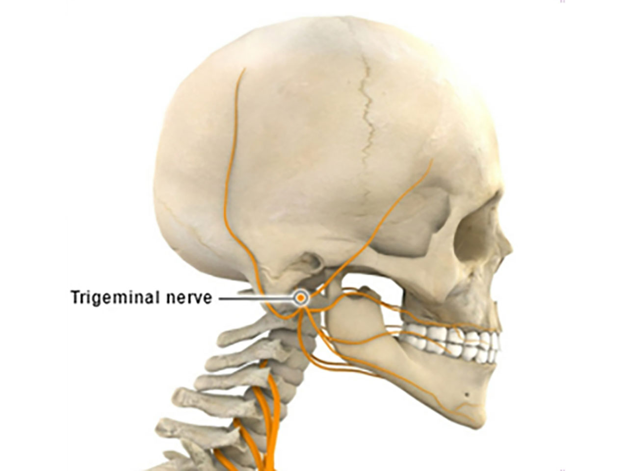 side view of illustration of skull and neck