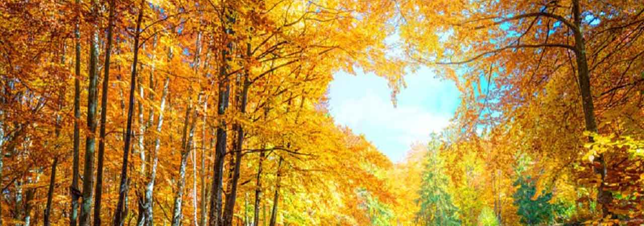 heart shape of sky showing through clearing of trees with fall colored leaves